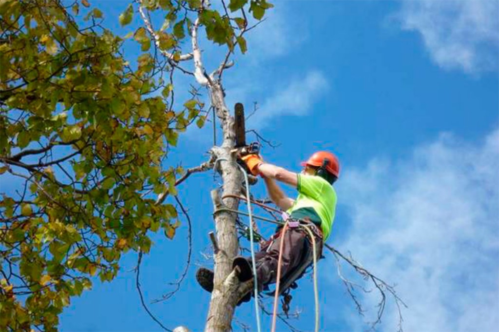 Арборист в каске и страховке на стволе дерева работает бензопилой на высоте