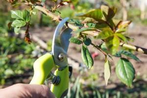 Секатором обрезают ветку розы в саду, рука на салатовых рукоятках инструмента