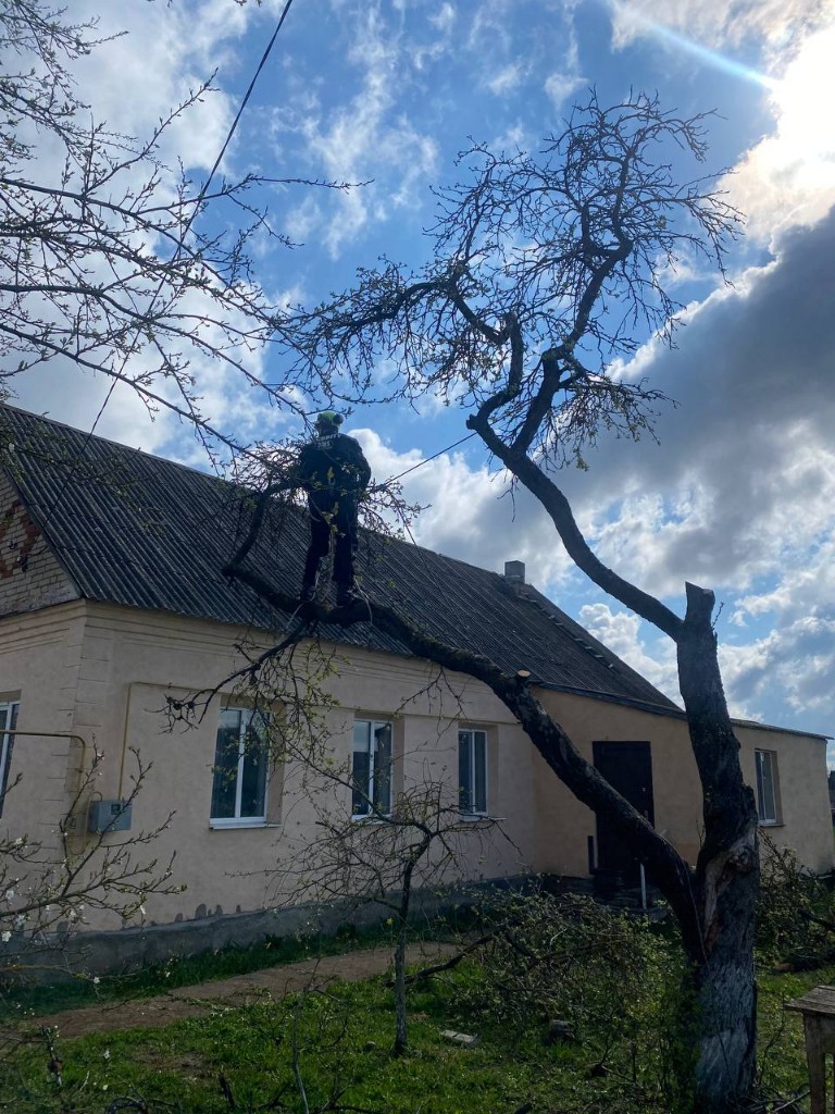 Удаление яблони над крышей дома, арборист на ветви