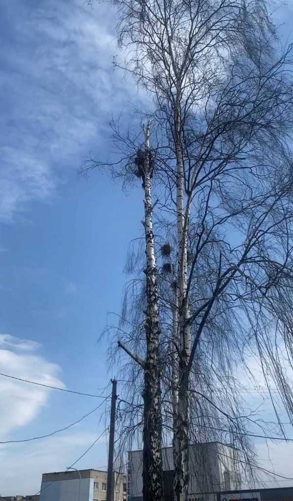 Удаление берёз рядом с домом и линиями электропередач
