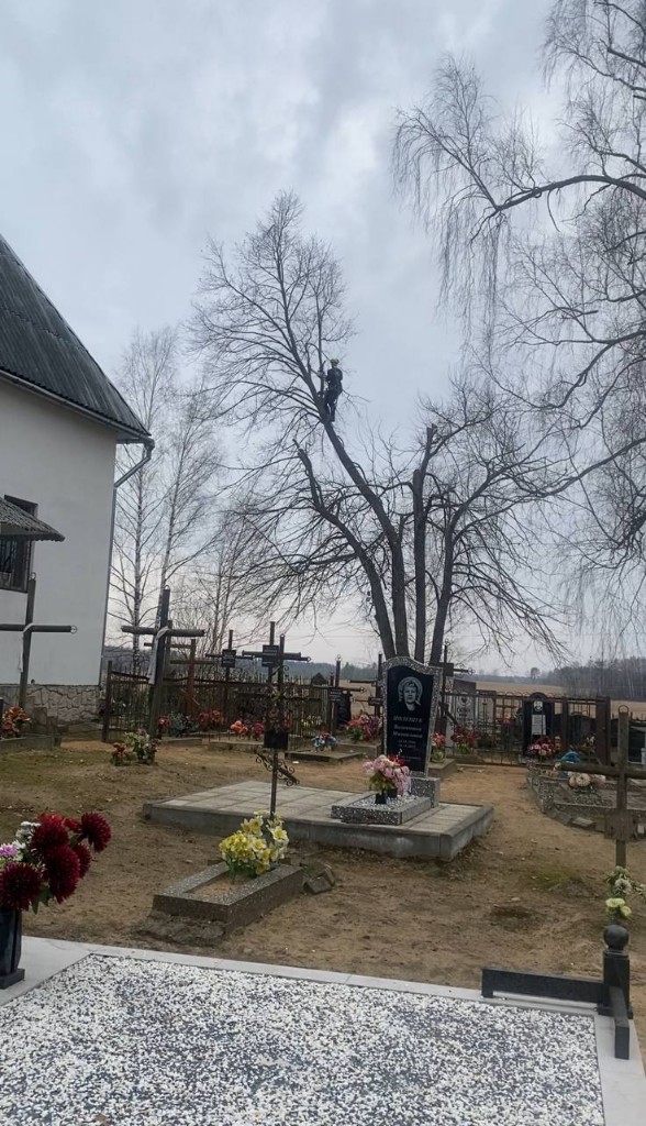 Арборист на высоте: обрезка дерева на кладбище