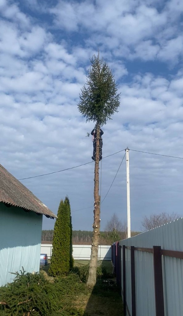 Удаление ели возле дома: арборист на стволе