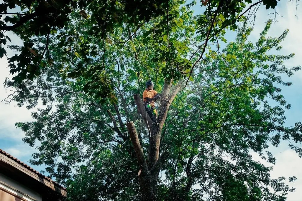 Арборист в каске и страховке на высоте распиливает ветви дерева бензопилой