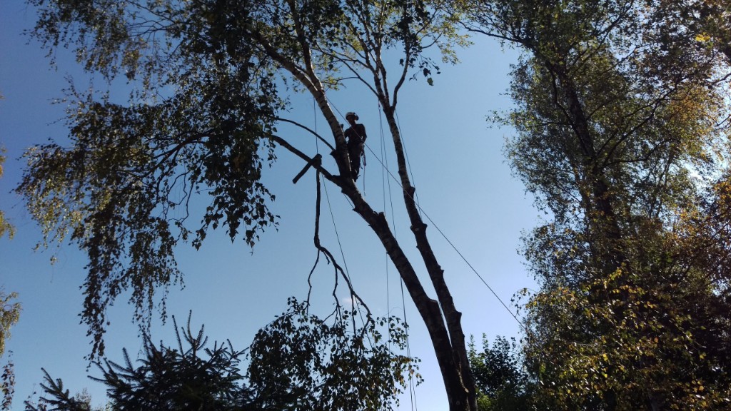 Арборист на высоте в кроне берёзы со страховочными верёвками и бензопилой на фоне неба