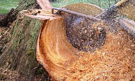 Фреза пнедробилки снимает древесину с крупного пня, опилки и стружка разлетаются в сторону